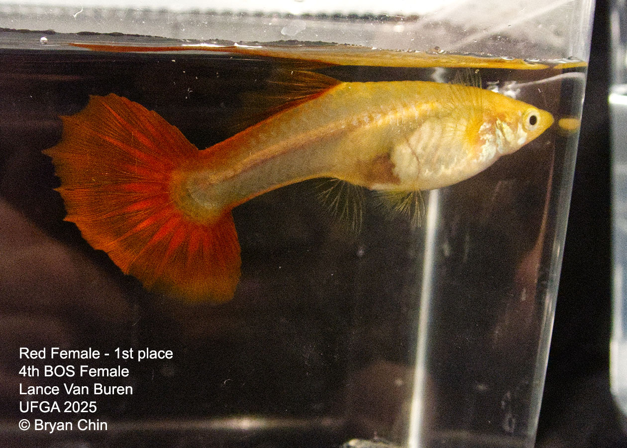 Guppy Red Female  
